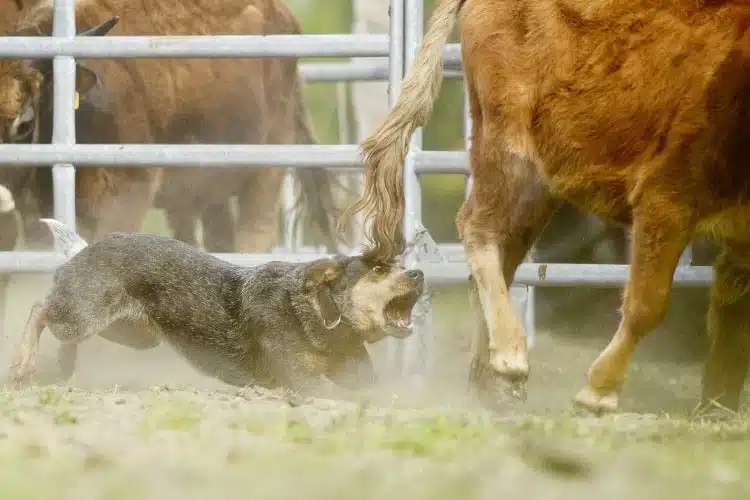Cattle Dog arbeitet an Rinderherde