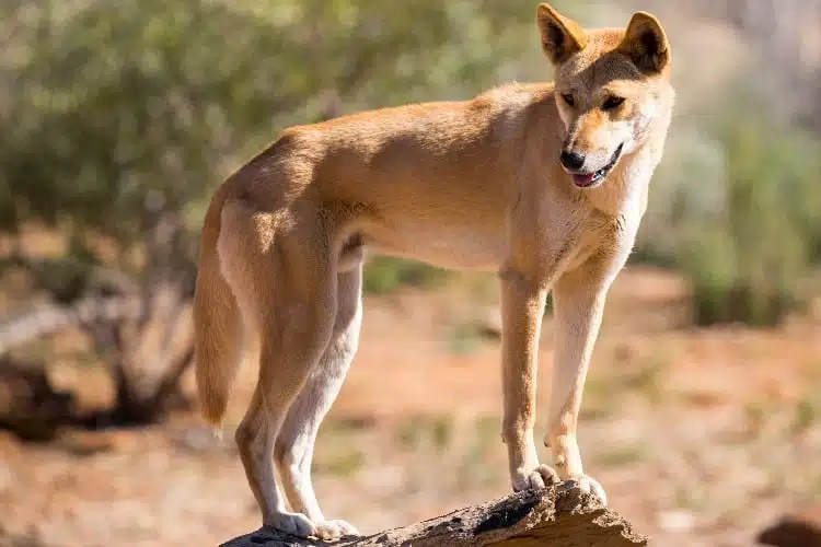 ein Dingo