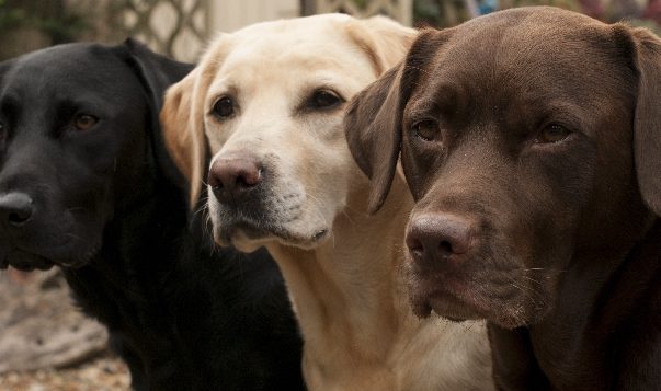 Braune Labbis sterben früher Ein schwarzer, ein gelber und ein brauner Labrador Retriever
