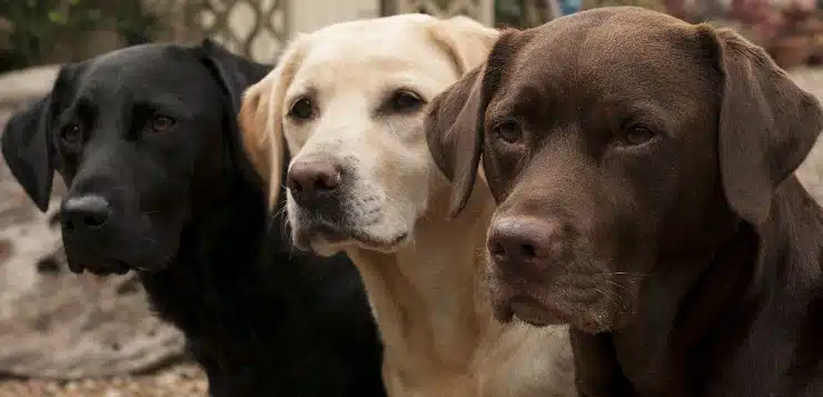 Ein schwarzer, ein gelber und ein brauner Labrador Retriever