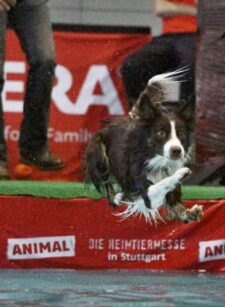 Border-collie-Dog-Diving Dem Leuchtturm-Spielzeug hinterher!