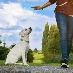 Junge Frau gibt einem Labrador Hund Welpen ein Kommando Junge Frau gibt einem Labrador Hund Welpen ein Kommando