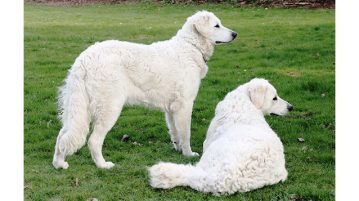Kuvasz-Zucht
