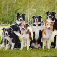 group of happy dogs group of happy dogs