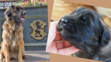 Leonberger Hunde