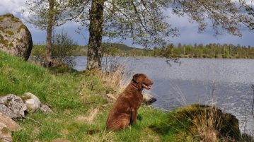 Retriever an schwedischem Seeufer