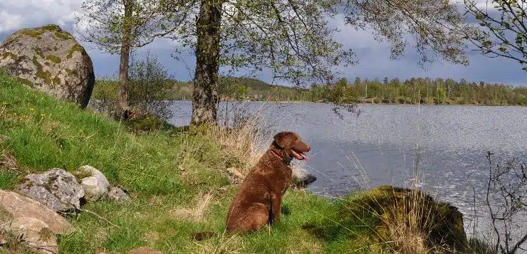 Retriever an schwedischem Seeufer