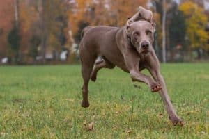 Weimaranerhündin rennt auf Betrachter zu