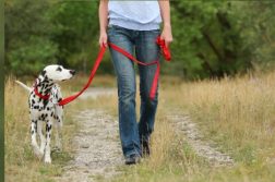 Mensch geht mit angeleintem Hund spazieren