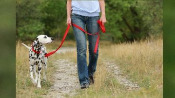Mensch geht mit angeleintem Hund spazieren