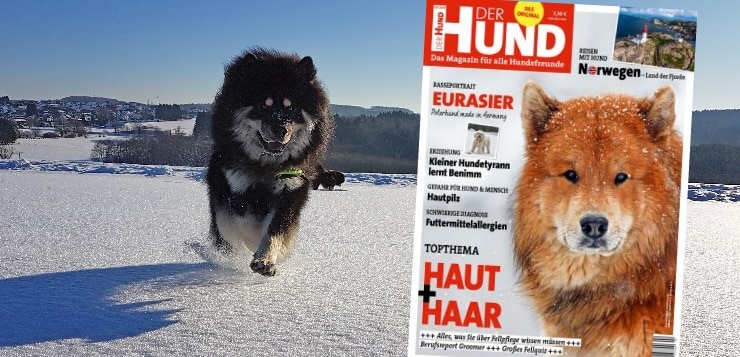 DerHund_Ausgabe_2-2019