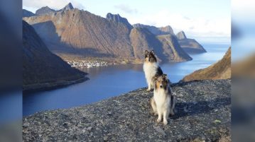 zwei Collies sitzen an einem norwegischen Fjord