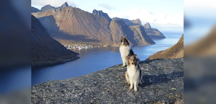 zwei Collies sitzen an einem norwegischen Fjord