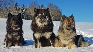 Drei Eurasier im Schnee