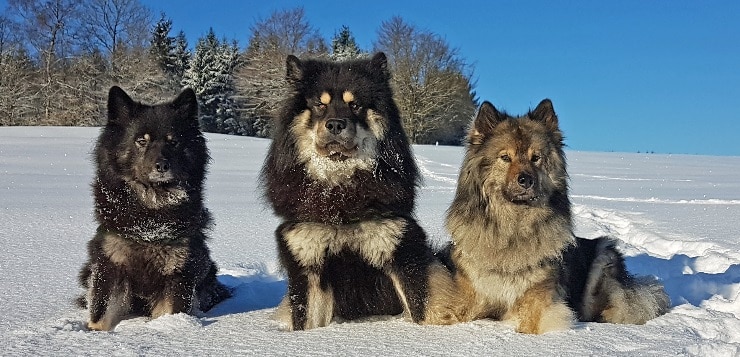 Drei Eurasier im Schnee