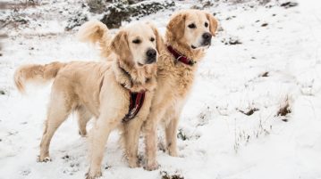 Mit diesen Tipps kommen Hunde gesund durch den Winter