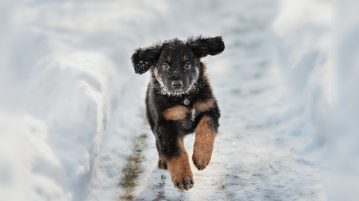 Hovawart-Welpe rennt durch den Schnee
