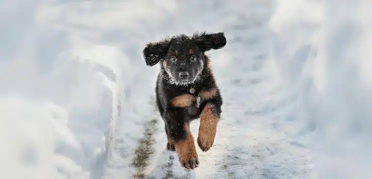 Hovawart-Welpe rennt durch den Schnee