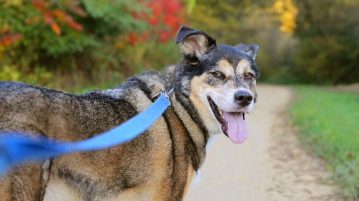 angeleinter Hund schaut zur Kamera