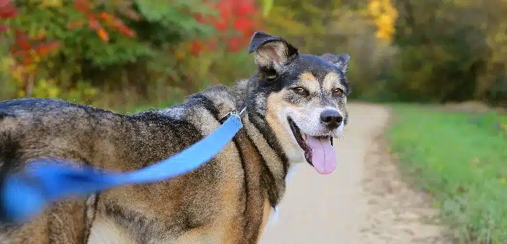 angeleinter Hund schaut zur Kamera