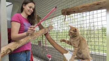 Teenager spielt mit Katze