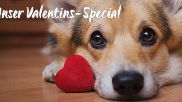 Valentins-Verlosung für eure Vierbeiner auf Instagram
