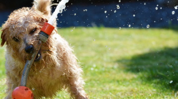 Hund spielt im Garten