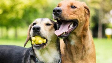 Neue Studie zu Hundepersönlichkeiten Zwei Hunde spielen gemeinsam im Park