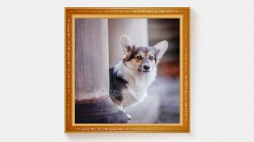 Ihr habt gewählt: Gewinner-Foto Februar Corgi und Hundemodel Nepomuk