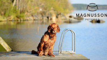 Hundefutter-Quiz präsentiert von Magnusson Petfood