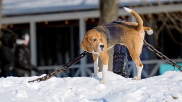Der Pipi-Code: Das verraten Urinfarben über die Hundegesundheit Hund pinkelt in den Schnee