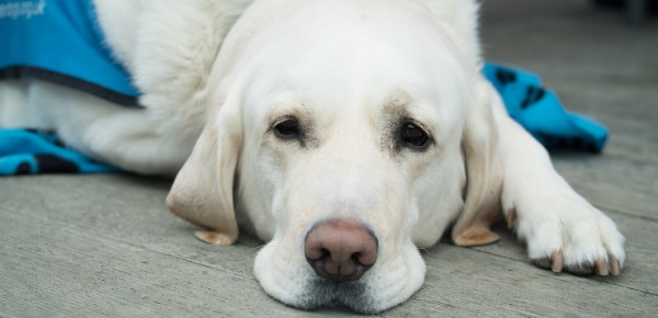 Milben beim Hund » DER HUND