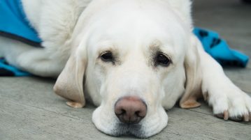 Ein Vergleich: Hunde-Krankenversicherung oder OP-Kostenversicherung