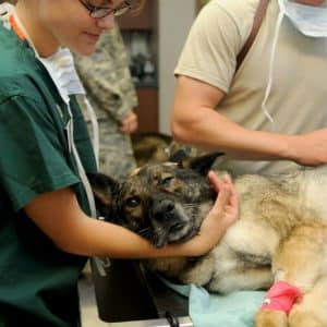 Hund bei Tierarztbesuch