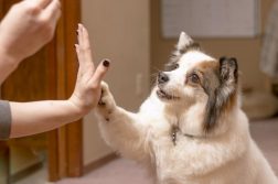 Hundetrick für Leckerli