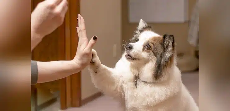 Hundetrick für Leckerli