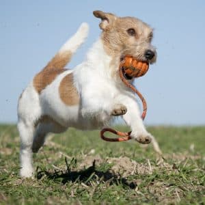 Jack Russell Terrier rennt über Wiese