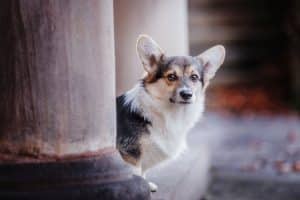 Corgi Nepomuk schaut hinter einer Säule hervor in die Kamera