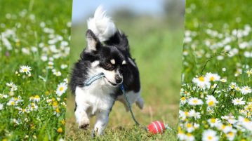 Chihuahua läuft auf Kamera zu und trägt Kordel mit einem Ball daran im Fang