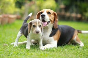 Ein erwachsener Beagle liegt auf Wiese, vor ihm steht ein Beagle-Welpe