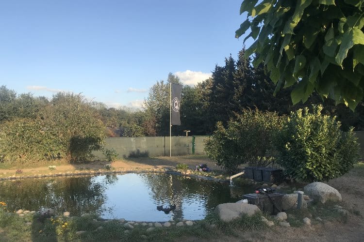 Teich für Hunde