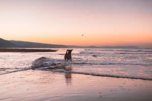 Hund spielt am Strand