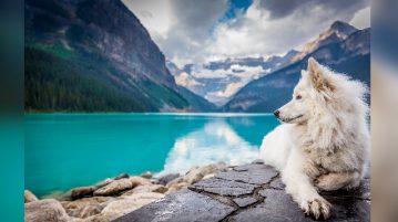 Hund liegt an Bergsee
