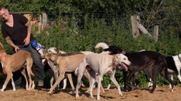 Hundehaltung XXL Ines Kivelitz mit einem Teil ihrer Hunde