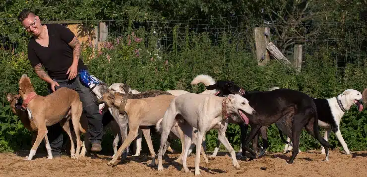 Ines Kivelitz mit einem Teil ihrer Hunde