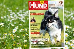 Covermotiv Chihuahua auf Hintergrund einer blühenden Wiese