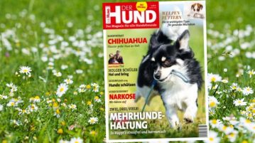 DER HUND AUSGABE 06/2019 Covermotiv Chihuahua auf Hintergrund einer blühenden Wiese