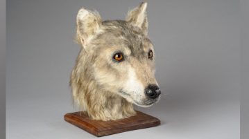 Der beste Freund des Menschen – So sah er vor 4.000 Jahren aus rekonstruierter Hundekopf