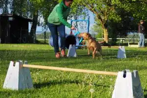 Halterin lotst Hund durch Agility-Parcours