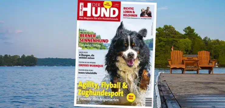 Cover von Der Hund 7/19 zeigt einen Berner Sennenhund im Wasser